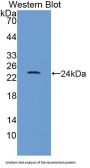 High Mobility Group Protein 1 (HMG1) Antibody