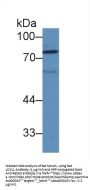 Lysyl Oxidase Like Protein 1 (LOXL1) Antibody