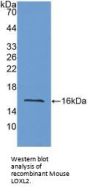 Lysyl Oxidase Like Protein 2 (LOXL2) Antibody