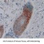 Lysyl Oxidase Like Protein 2 (LOXL2) Antibody