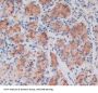 Lysyl Oxidase Like Protein 4 (LOXL4) Antibody
