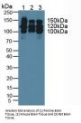 Neural Cell Adhesion Molecule (NCAM) Antibody