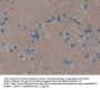 Neural Cell Adhesion Molecule (NCAM) Antibody