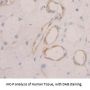Peripheral Myelin Protein 22 (PMP22) Antibody