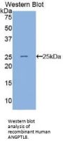 Angiopoietin-Related Protein 8 (ANGPTL8) Antibody