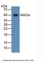 Bone Morphogenetic Protein 15 (BMP15) Antibody