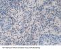 Bone Morphogenetic Protein 15 (BMP15) Antibody