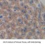 Corticosteroid Binding Globulin (SERPINA6) Antibody