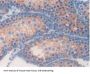 Corticosteroid Binding Globulin (SERPINA6) Antibody