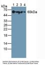Corticosteroid Binding Globulin (SERPINA6) Antibody
