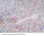 Corticosteroid Binding Globulin (SERPINA6) Antibody