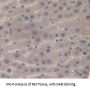 Corticosteroid Binding Globulin (SERPINA6) Antibody