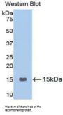 Progonadoliberin 1 (GNRH1) Antibody