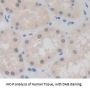 Histone Cluster 2, H2aa3 (HIST2H2AA3) Antibody