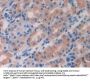 Interleukin 10 Receptor Beta (IL10Rb) Antibody