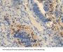 OCT Antibody