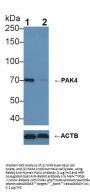 p21 Protein Activated Kinase 4 (PAK4) Antibody
