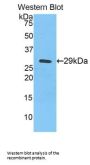 Selenium Binding Protein 1 (SELENBP1) Antibody