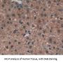 Selenium Binding Protein 1 (SELENBP1) Antibody
