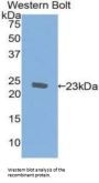 AIF1 Antibody