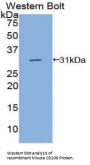 CD109 Antigen (CD109) Antibody