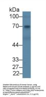 CD109 Antigen (CD109) Antibody