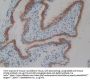 CD109 Antigen (CD109) Antibody