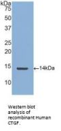 Connective Tissue Growth Factor (CCN2) Antibody