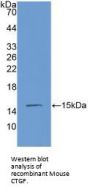 Connective Tissue Growth Factor (CCN2) Antibody