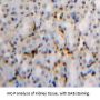 Dual Specificity Phosphatase 3 (DUSP3) Antibody