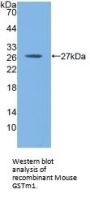Glutathione S Transferase Mu 1 (GSTm1) Antibody