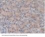 Glutathione S Transferase Mu 1 (GSTm1) Antibody
