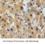 Glutathione S Transferase Mu 1 (GSTm1) Antibody