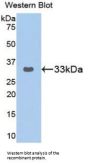 GRB2 Related Adaptor Protein 2 (GRAP2) Antibody