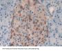 GRB2 Related Adaptor Protein 2 (GRAP2) Antibody