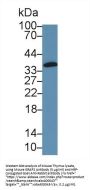 GRB2 Related Adaptor Protein 2 (GRAP2) Antibody