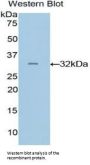 GRB2 Related Adaptor Protein 2 (GRAP2) Antibody