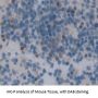 GRB2 Related Adaptor Protein 2 (GRAP2) Antibody
