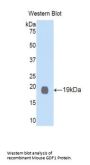 Growth Differentiation Factor 1 (GDF1) Antibody