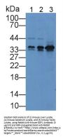 Growth Differentiation Factor 1 (GDF1) Antibody