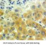 Growth Differentiation Factor 7 (GDF7) Antibody