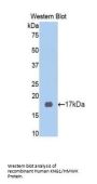 Kininogen 1 (KNG1) Antibody