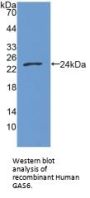 Growth Arrest Specific Protein 6 (GAS6) Antibody
