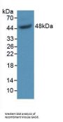 Growth Arrest Specific Protein 6 (GAS6) Antibody