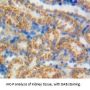 Growth Arrest Specific Protein 6 (GAS6) Antibody