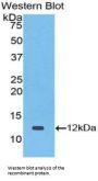 Transforming Growth Factor Alpha (TGFA) Antibody
