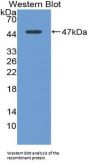Angiotensin I Converting Enzyme 2 (ACE2) Antibody