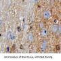 Growth Differentiation Factor 10 (GDF10) Antibody