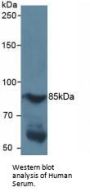 Hypoxia Inducible Factor 1 Alpha (HIF1a) Antibody