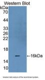 Hypoxia Inducible Factor 1 Alpha (HIF1a) Antibody